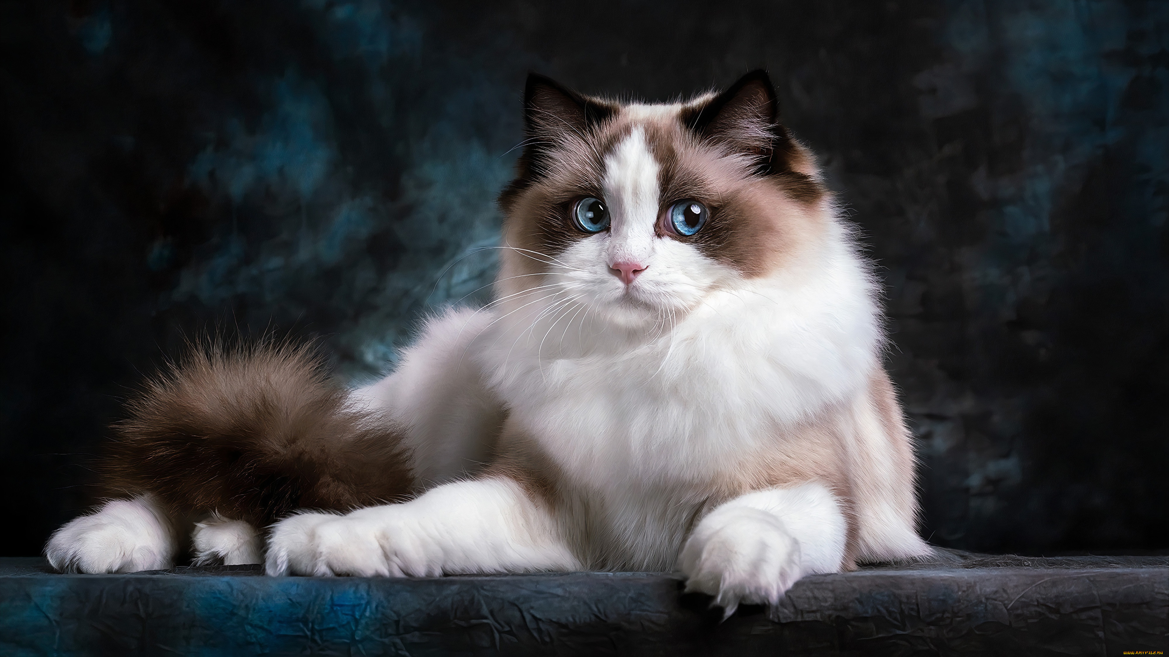 ��������, ����, ���, �����